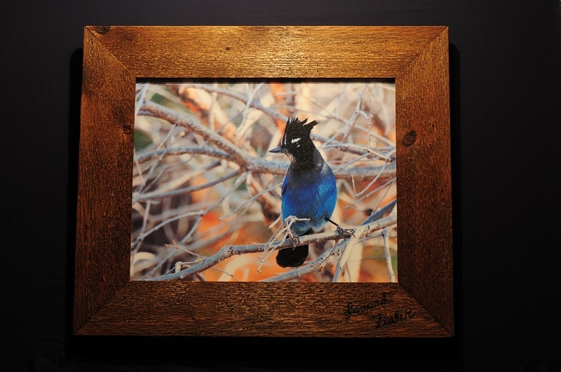 Stellers Jay by artist lenard fisher